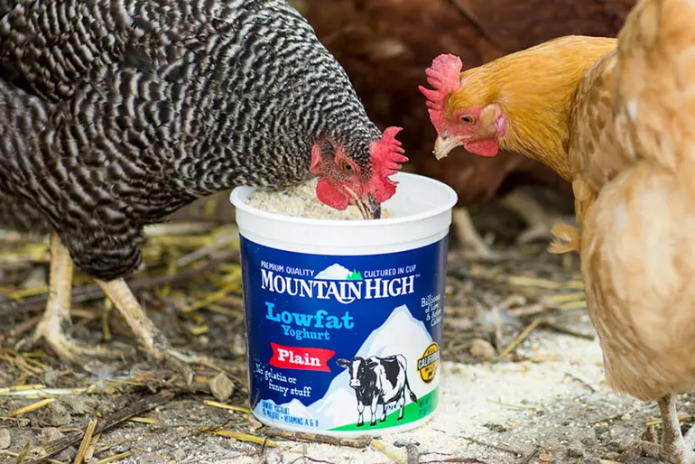A couple of chicken hens eating from a pot of Mountain High Yoghurt that has been cleaned out and is now being used as a container for chicken feed.